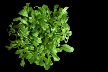 Fototapeta na wymiar Bunch of small wet green plants isolated on black background. Potted greenery with some water drops. Top view. Closeup. Copy space. Focus stacking