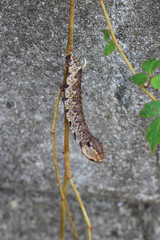 ビロードスズメガの幼虫