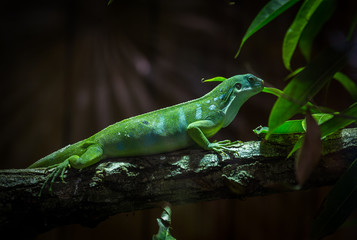 caméléon vert
