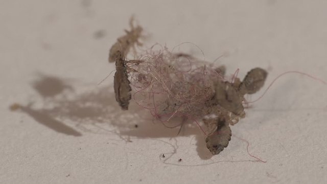 lice insects on human dyed hair clump, macro