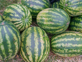 Ripe juicy bright green sweet watermelon. Summer is a time of a healthy lifestyle and tasty fruits and vegetables. Closeup image of tasty harvest in sale on the market at the street.