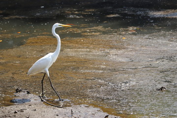 サギのウォーキング