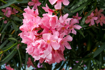 A cluster of oleander flowers (Nerium oleander)