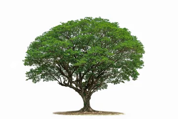 Poster Tree isolated on white background .Tropical  Tree © Suraphol