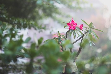 pink flowers in garden