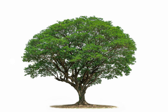 Tree isolated on white background .Tropical  Tree