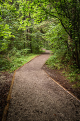 beautiful scenic empty forest path