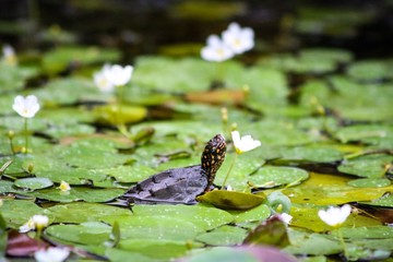 Tortoise sniffing a flower in a Pond