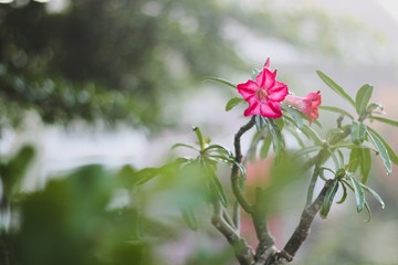 flower in the garden