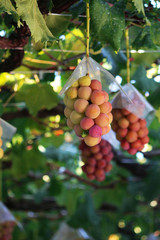 Japanese autumn vineyard landscape with big ripe red grapes