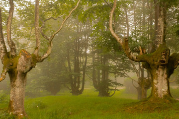 Fototapeta premium a cloudy day in the Otzarreta forest