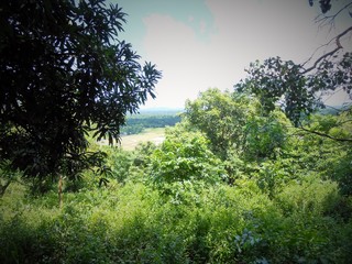 Obraz na płótnie Canvas Nature view Assam
