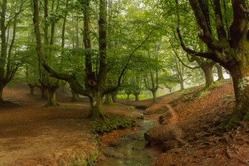 Naklejka premium a cloudy day in the Otzarreta forest