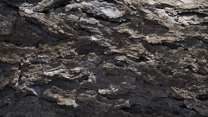 Larch bark texture. Lariks background. Closeup