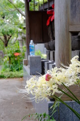 曼珠沙華とお地蔵さま