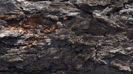 Larch bark texture. Lariks background