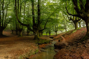 a cloudy day in the Otzarreta forest