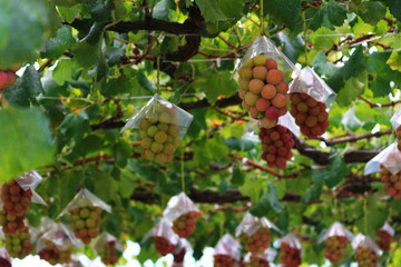 Japanese autumn vineyard landscape with big ripe red grapes