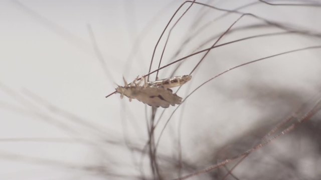 Human Head Lice on the human hair