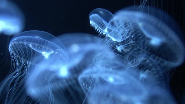 Jellyfish Crystal Jelly Aequorea Victoria Blue - Powered by Adobe