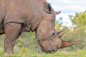 Portrait of a white rhinoceros (Ceratotherium simum), Welgevonden Game Reserve, South Africa.
