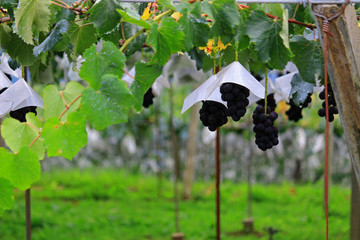 Quiet morning vineyard landscape with large ripe grapes