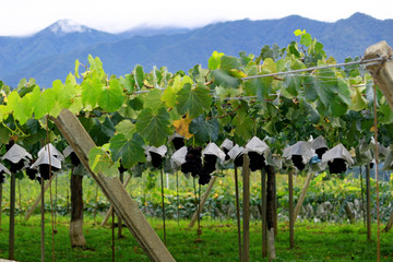 Countryside plateau landscape with vineyards