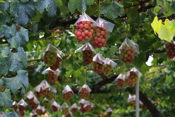 Japanese autumn vineyard landscape with big ripe red grapes