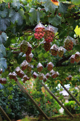 Japanese autumn vineyard landscape with big ripe red grapes