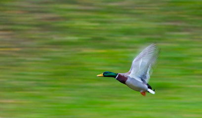 Mallard or Wild duck (Anas platyrhynchos)