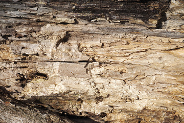 Old dry rotten wood texture. Tainted log background. Closeup