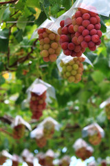 Japanese autumn vineyard landscape with big ripe red grapes