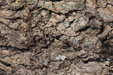 Poplar bark texture with knots and fragments of lichen