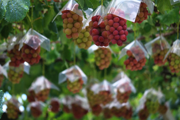 Japanese autumn vineyard landscape with big ripe red grapes