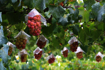 Japanese autumn vineyard landscape with big ripe red grapes