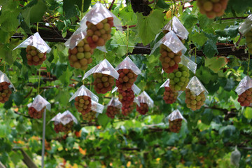 Japanese autumn vineyard landscape with big ripe red grapes