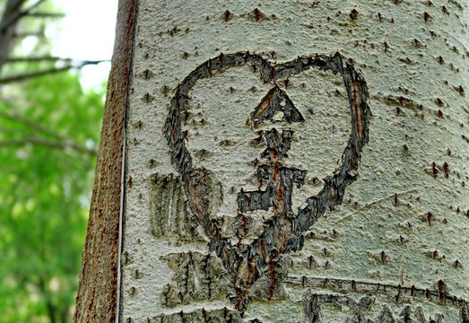 Coeur gravé sur l'écorce d'un arbre.
