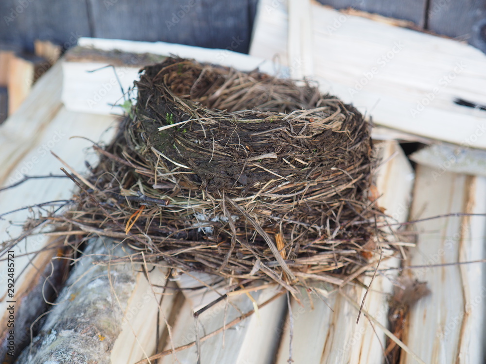 Wall mural thrush nest. on wood for the stove