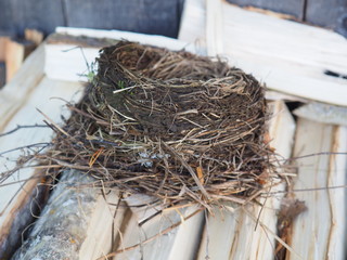 thrush nest. on wood for the stove