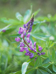 lupine in the summer. forest