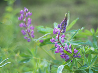 lupine in the summer. forest