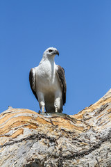 White-bellied sea eagle with fish, Corroborree Billabong, Northern Territory, Australia