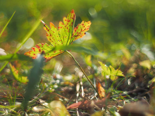 red leaf in the grass. autumn