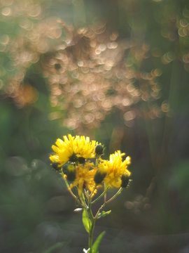 Smooth Hawksbeard, Crepis Capillaris,