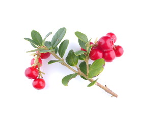 Obraz premium lingonberry berries on a white background
