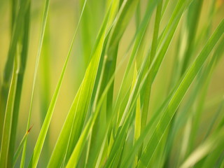 grass in the summer. forest