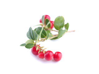 lingonberry berries on a white background