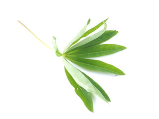 lupine leaves on a white background