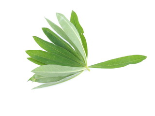 lupine leaves on a white background