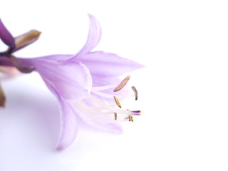 pink flowers hosts on a white background